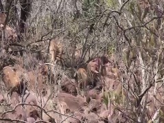 wild threesome african sex orgy