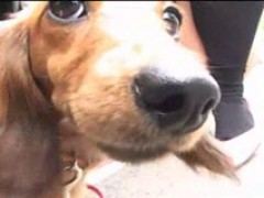 Pet used for upskirt