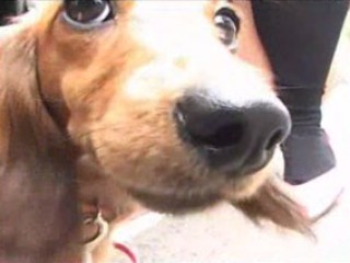 Porno Video of Pet Used For Upskirt